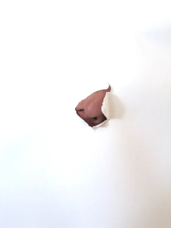 nose.jpg