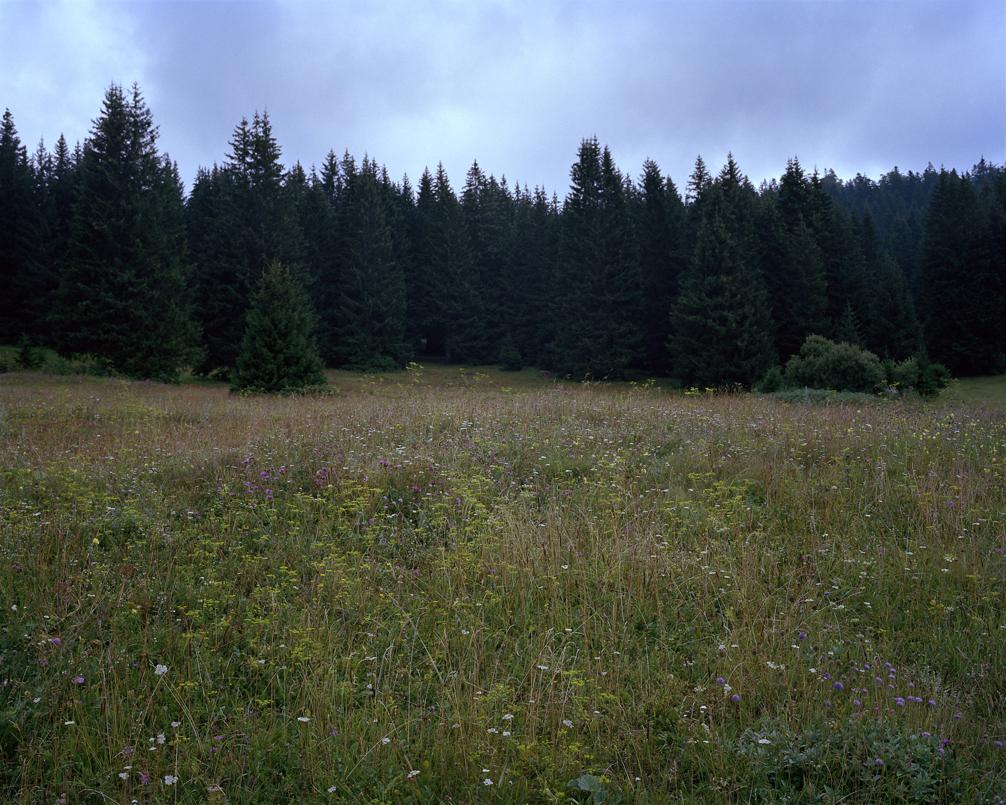 04 Meadow_Ozren.jpg