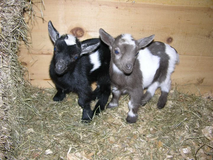 chloe and joey.jpg