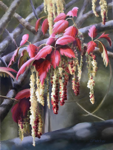 Oak Catkins - Volcan Mountain 12x16 - oil on panel