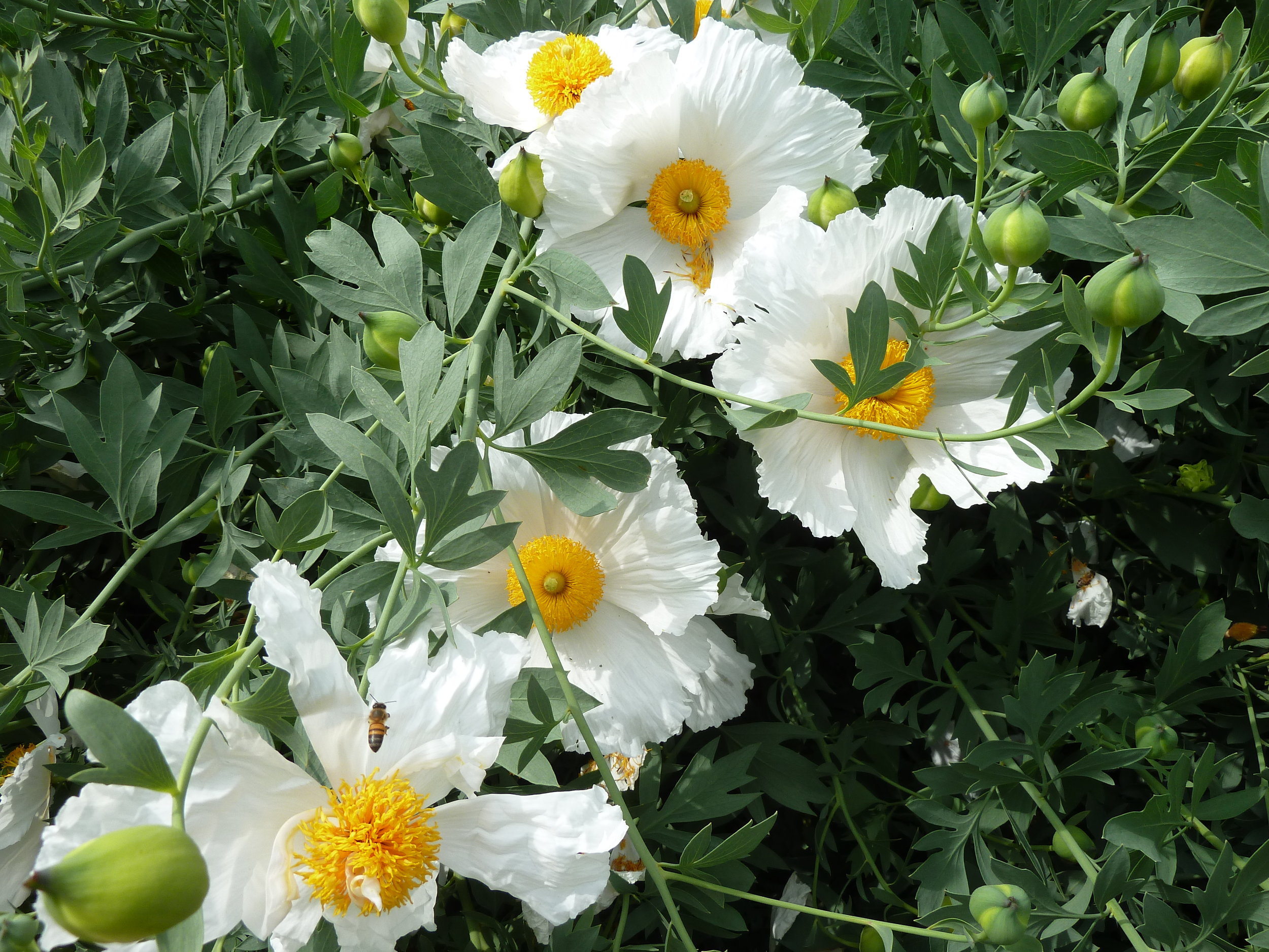 Fried Egg Plant Garland 940.JPG