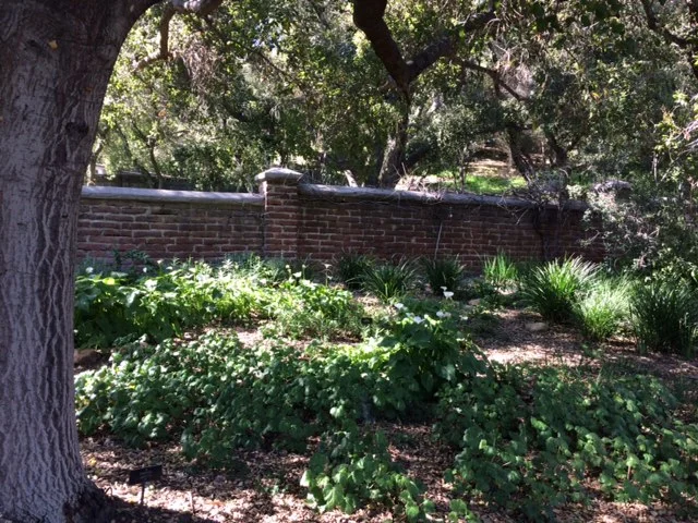 IMG_3484 South Garden with  Callas.JPG