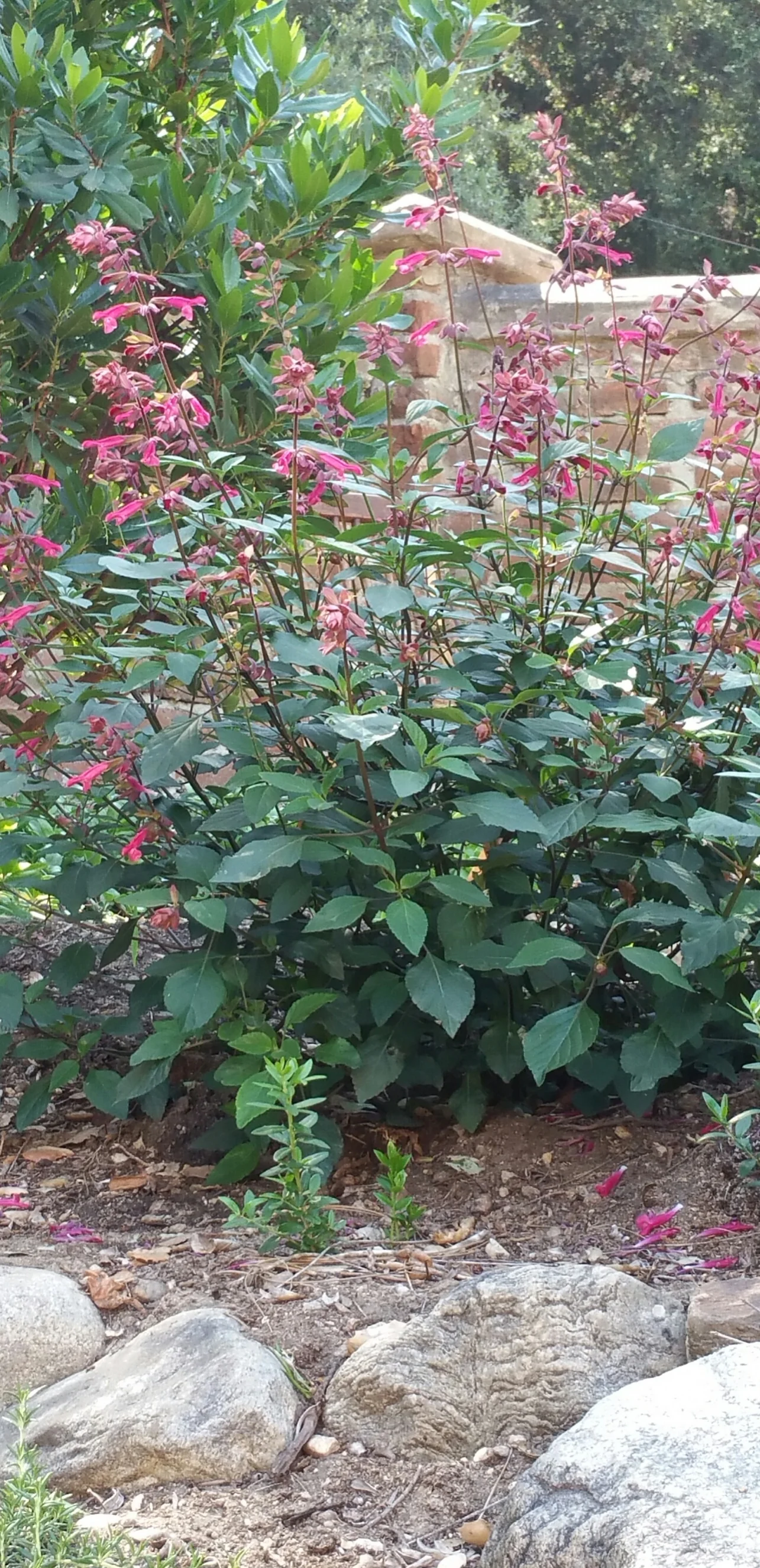 20180525_155526_resized Wendy's Wish Salvia.jpg