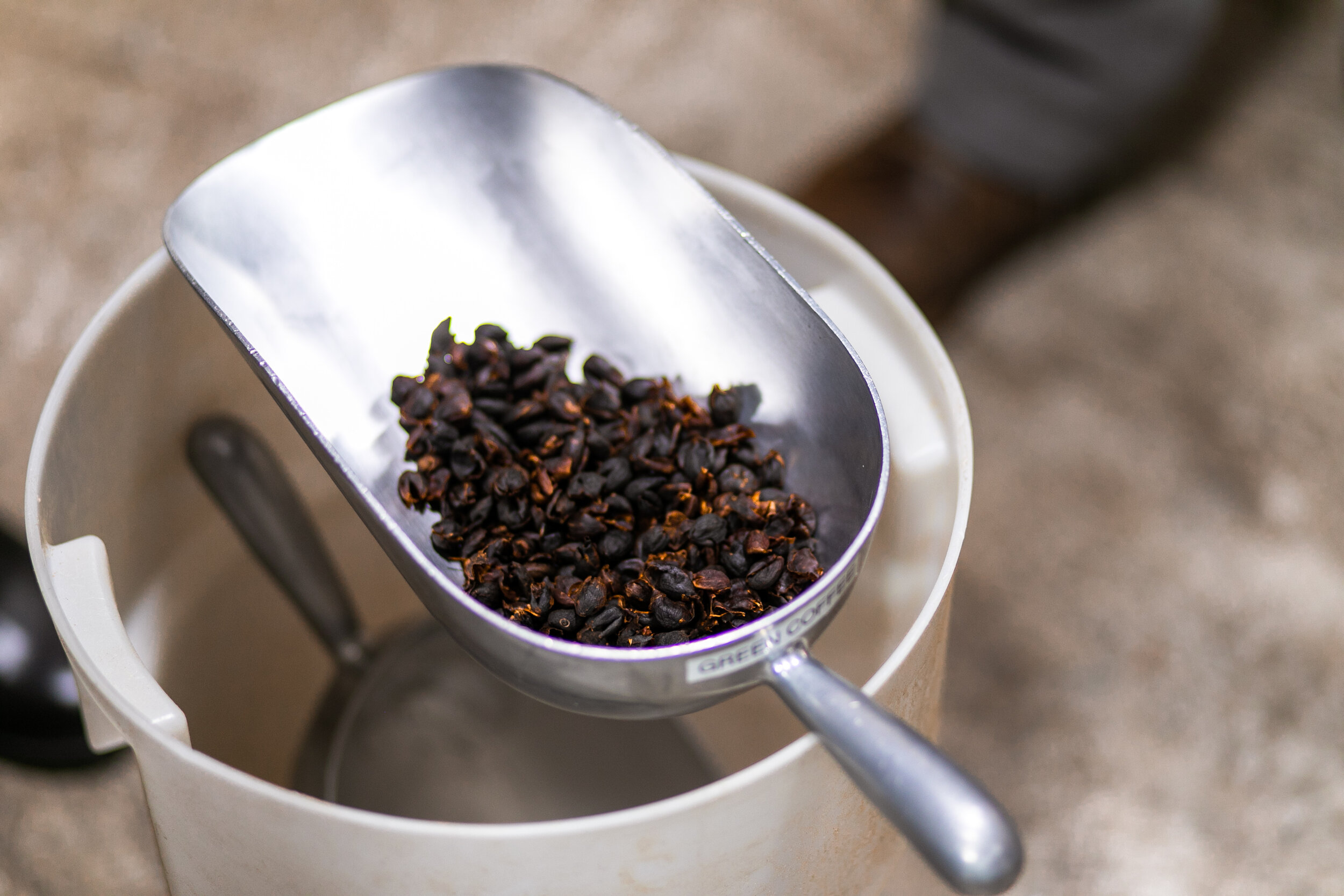 Cascara Scoop Wide.jpg