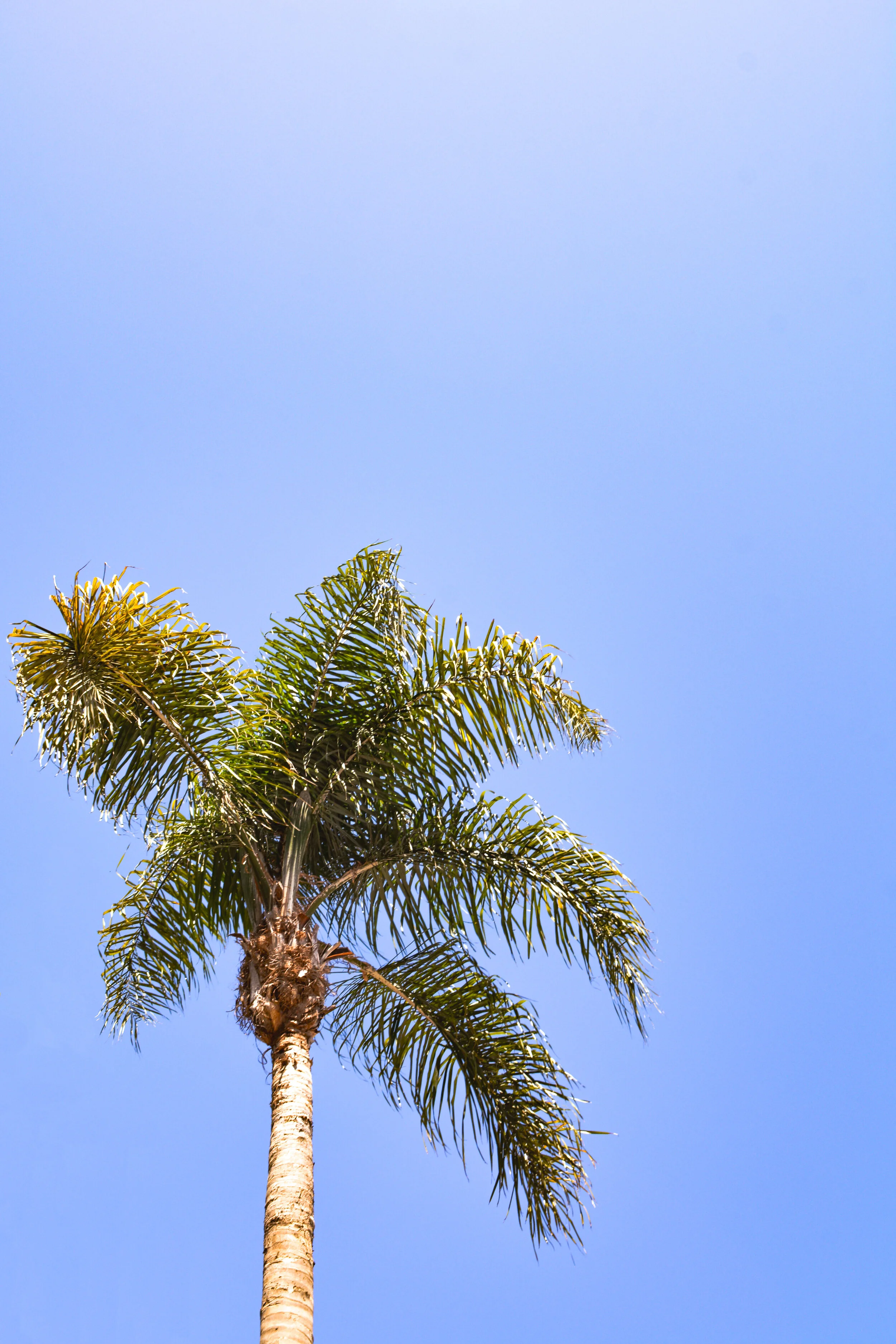 Palm.jpg