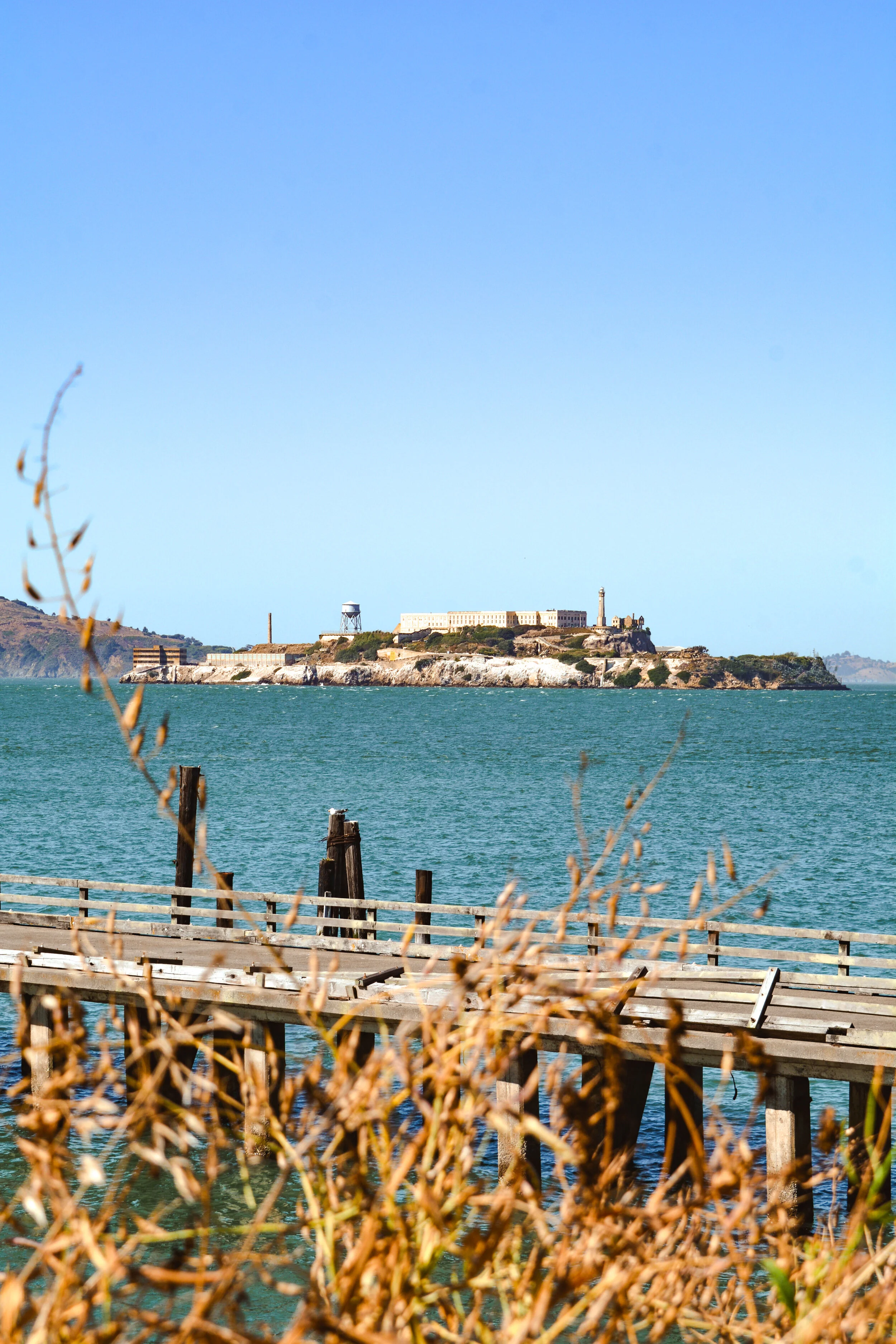 Alcatraz Weeds.jpg