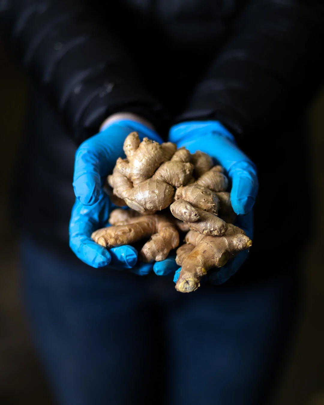 Ginger.jpg