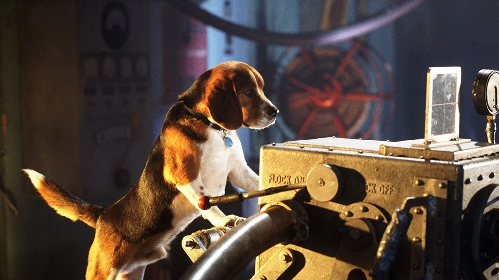What Breeds were Used in the Movie Cats And Dogs: Revealed!
