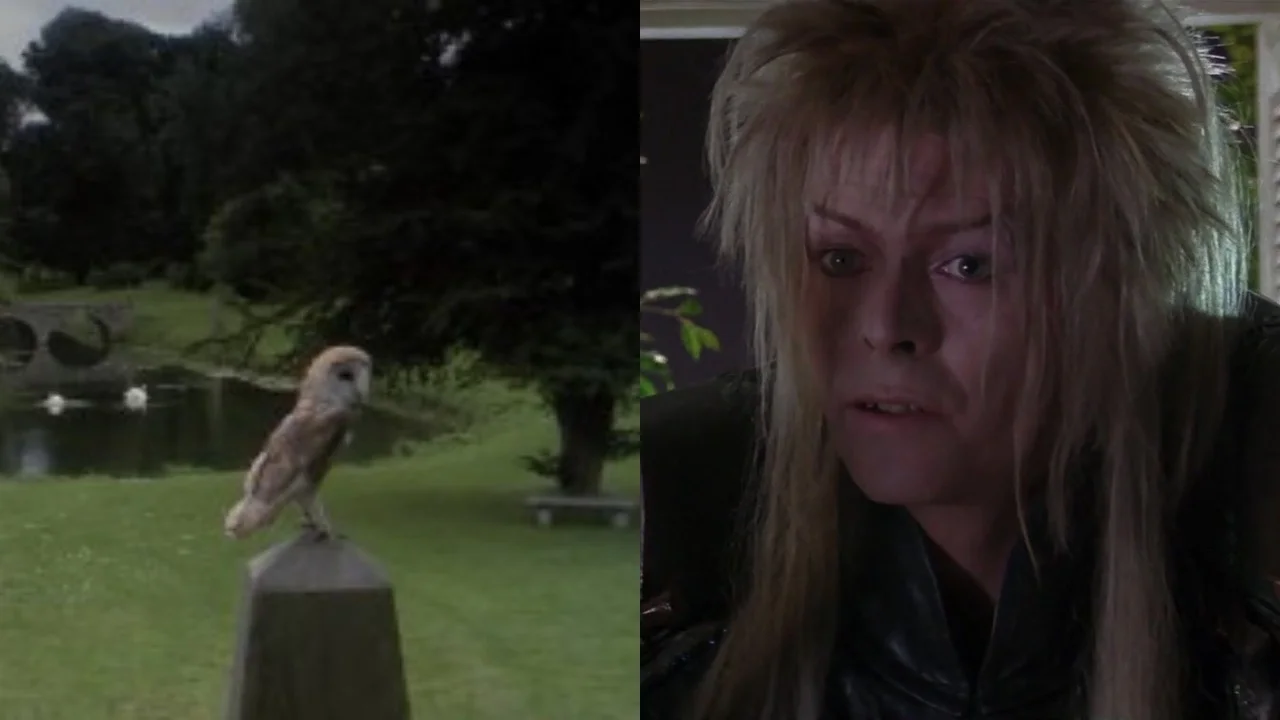 Superb Owl Sunday: The Best Owls in Film — Talk Film Society