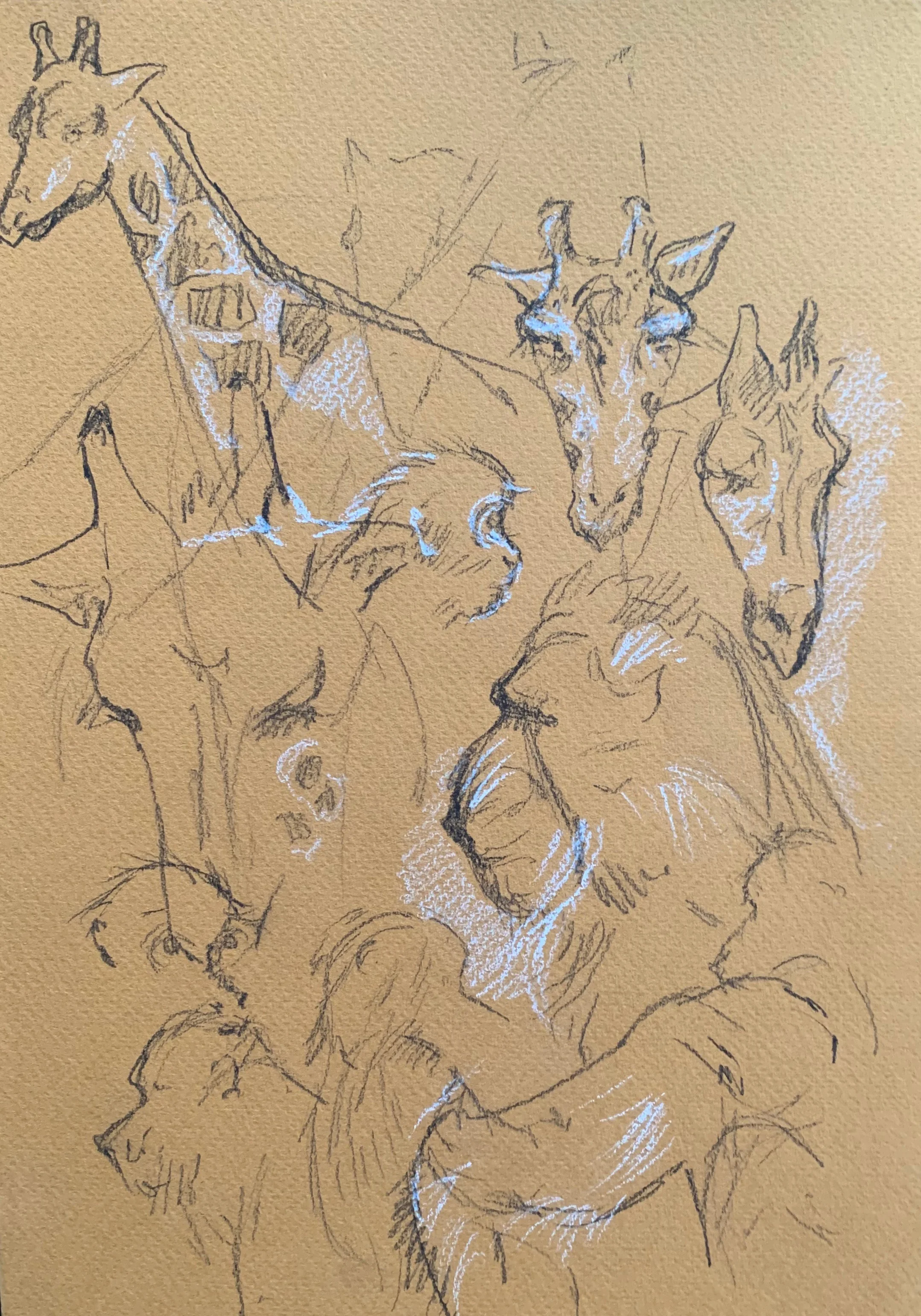 Studies from Bioparco Zoo, Rome, Italy. 