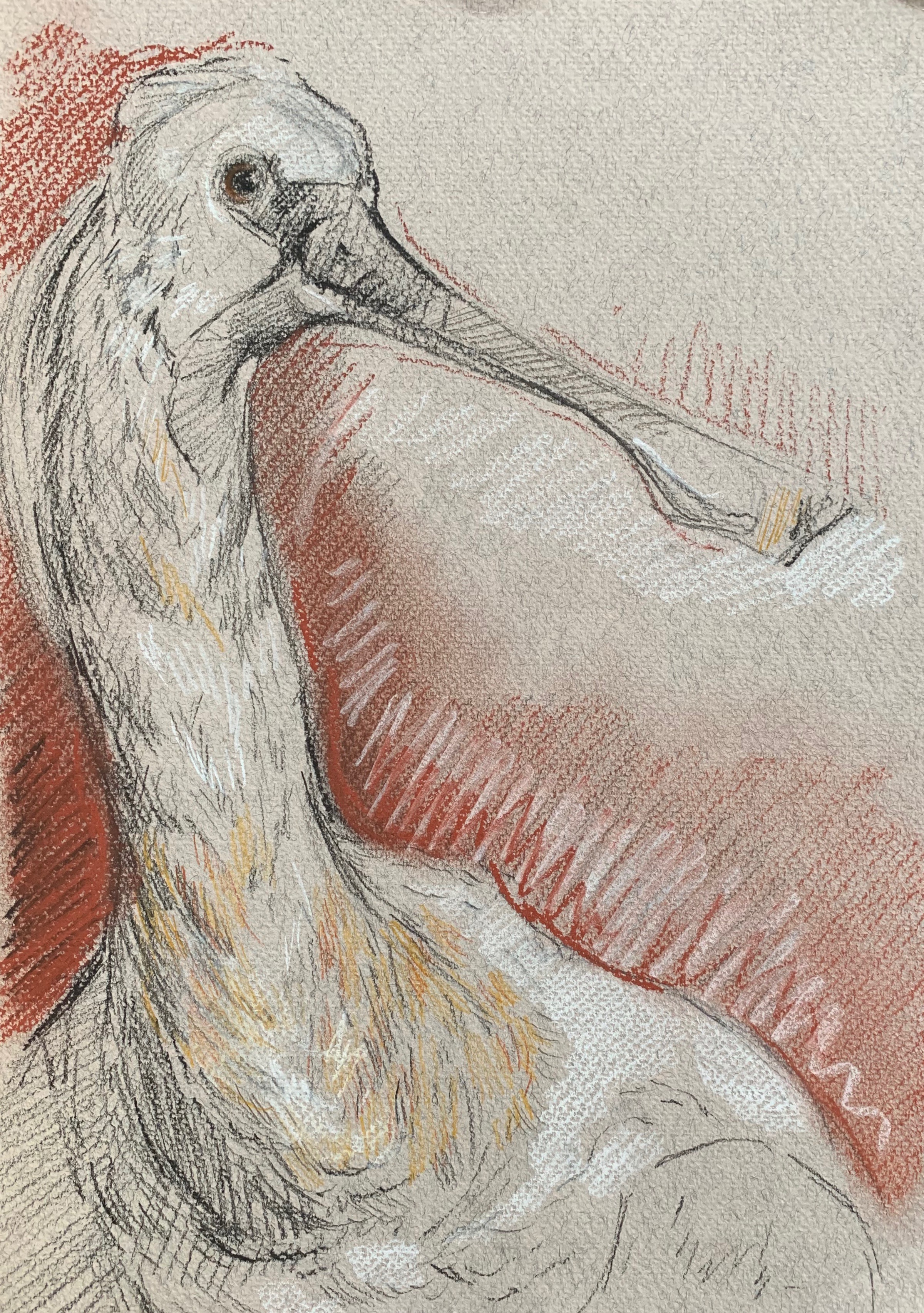 Study of taxidermy from the Museo Civico di Zoologia, Rome, Italy