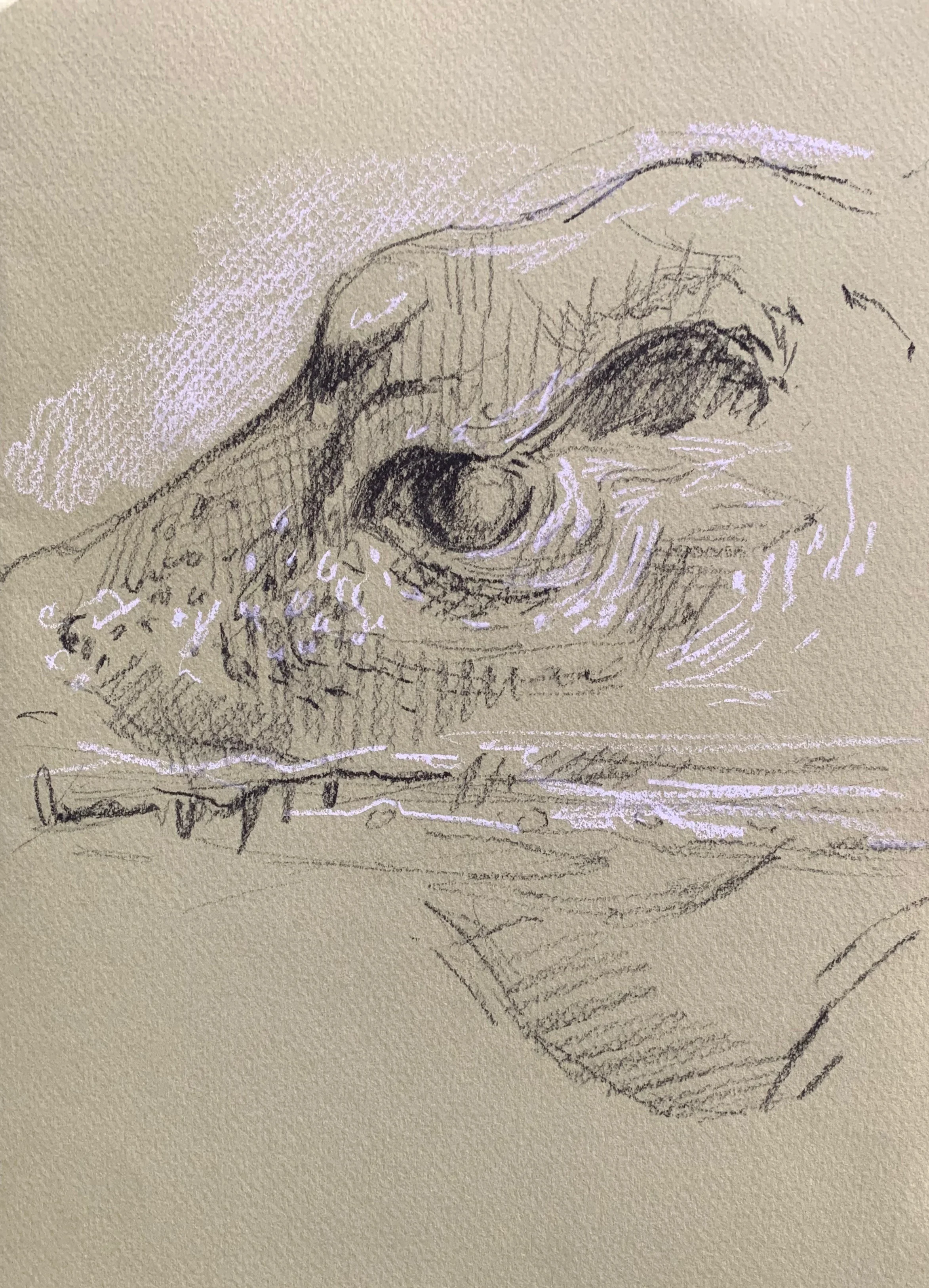 Study of an alligator at the Bioparco Zoo, Rome, Italy