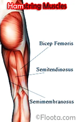 http://www.floota.com/images/hamstring%20muscles.jpg