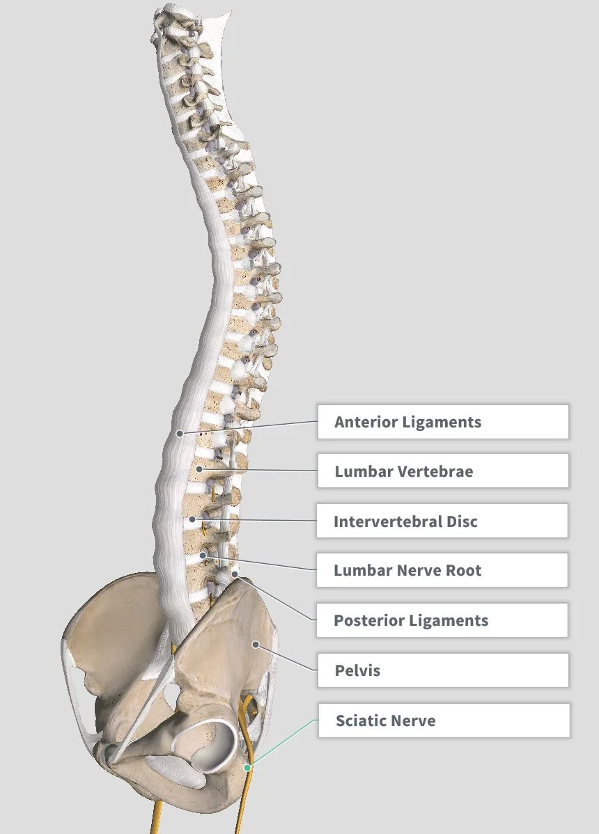 Introduction & Anatomy — The Gap Physio
