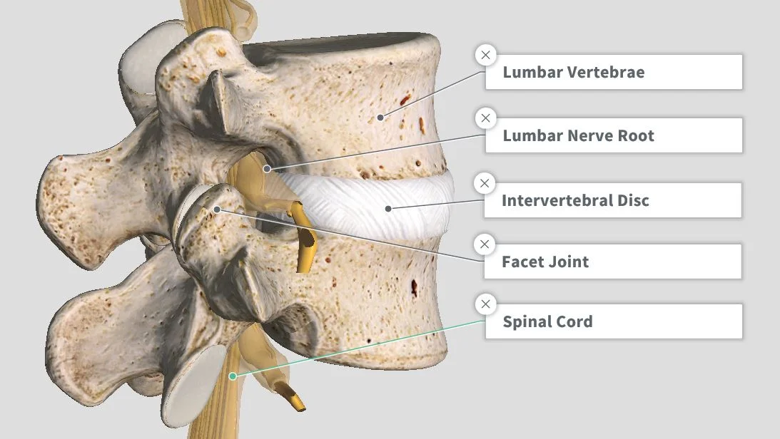 Introduction & Anatomy — The Gap Physio