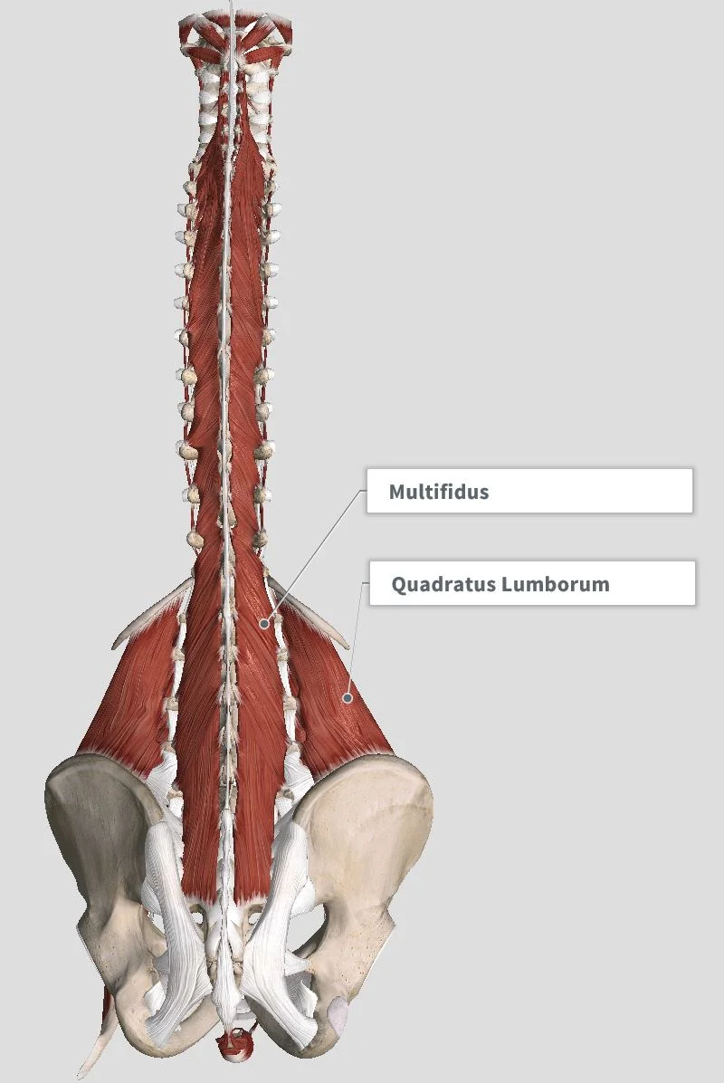 Introduction & Anatomy — The Gap Physio