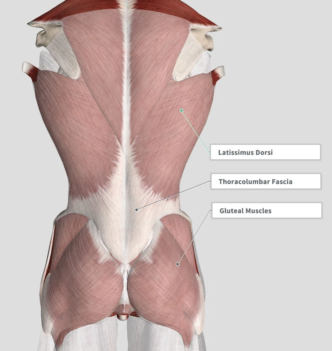 Introduction & Anatomy — The Gap Physio