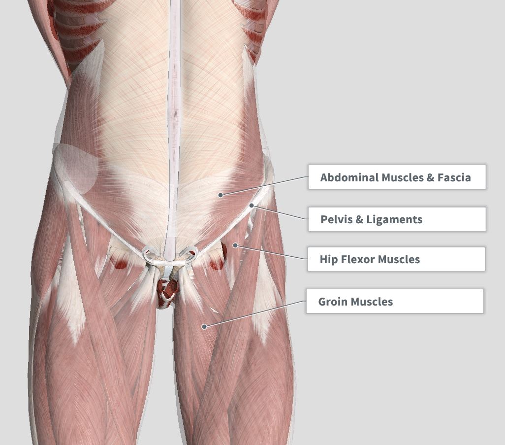 Introduction & Anatomy — The Gap Physio