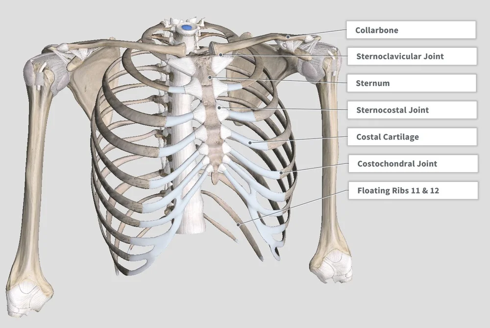 Introduction Anatomy Thoracic The Gap Physio