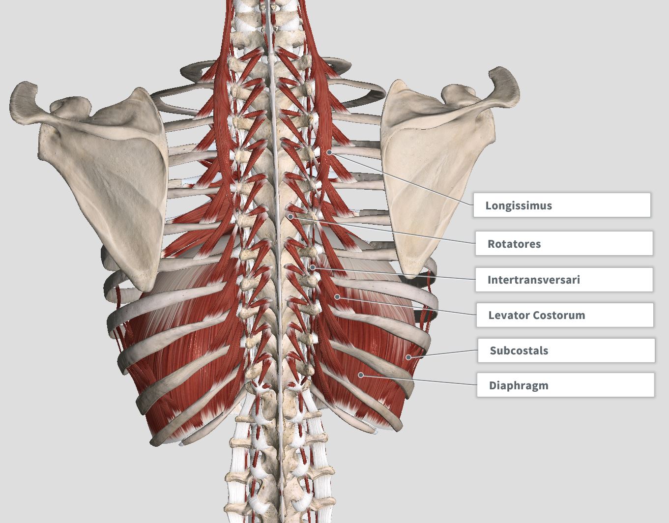 Introduction Anatomy Thoracic The Gap Physio