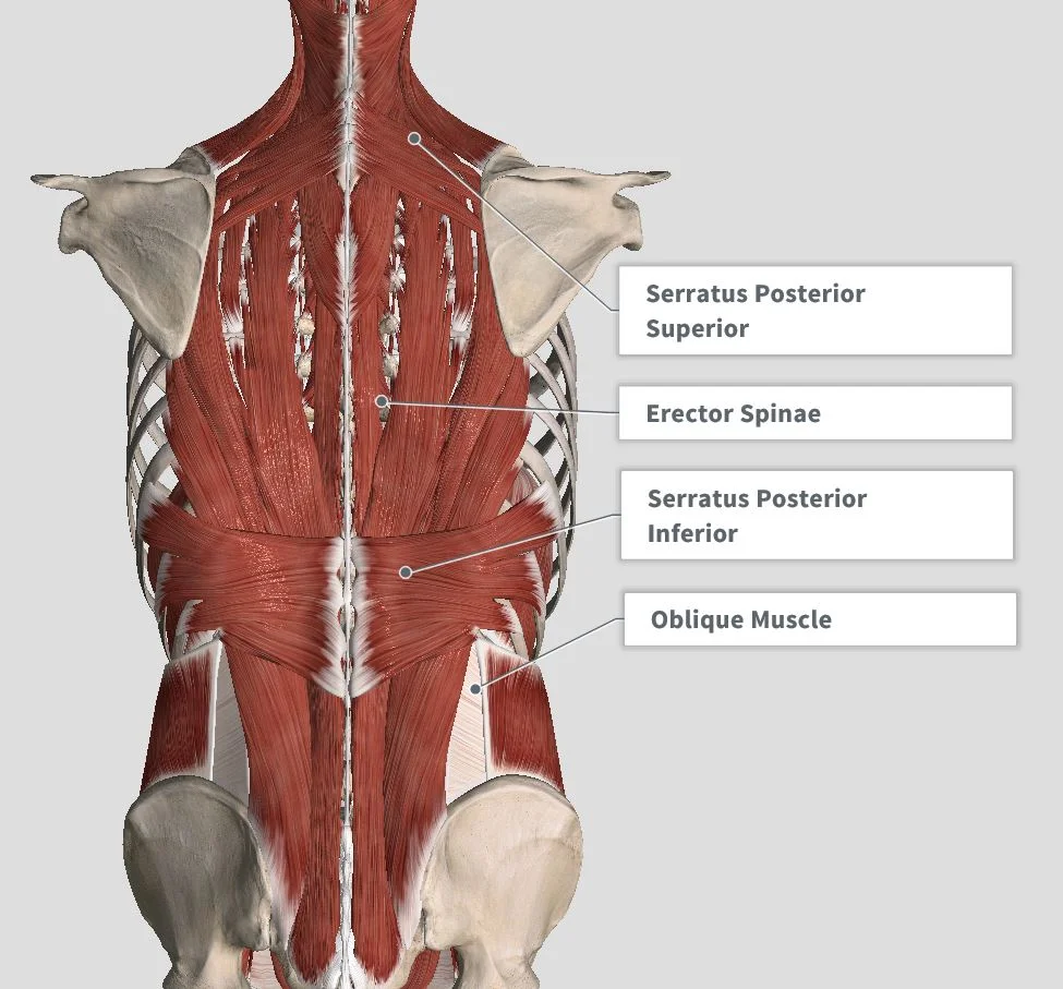 Spine Muscles Anatomy