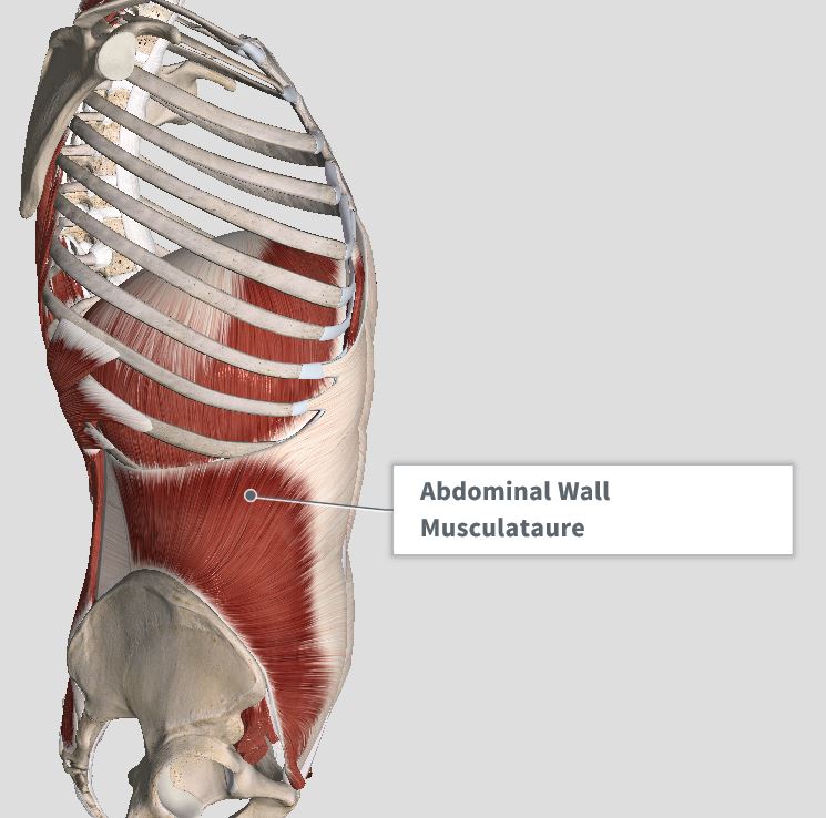 Introduction & Anatomy Thoracic — The Gap Physio