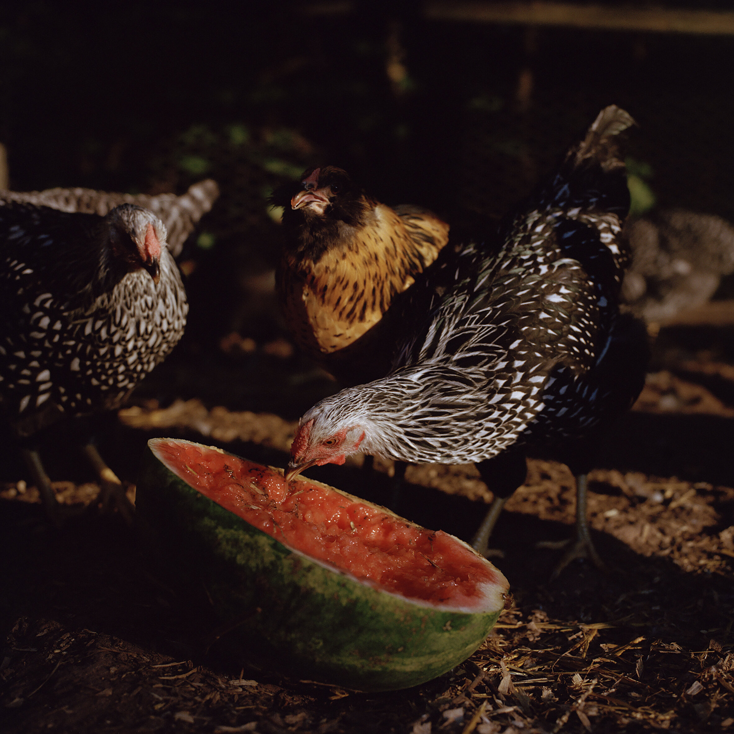 Chickens & Watermelon.jpg