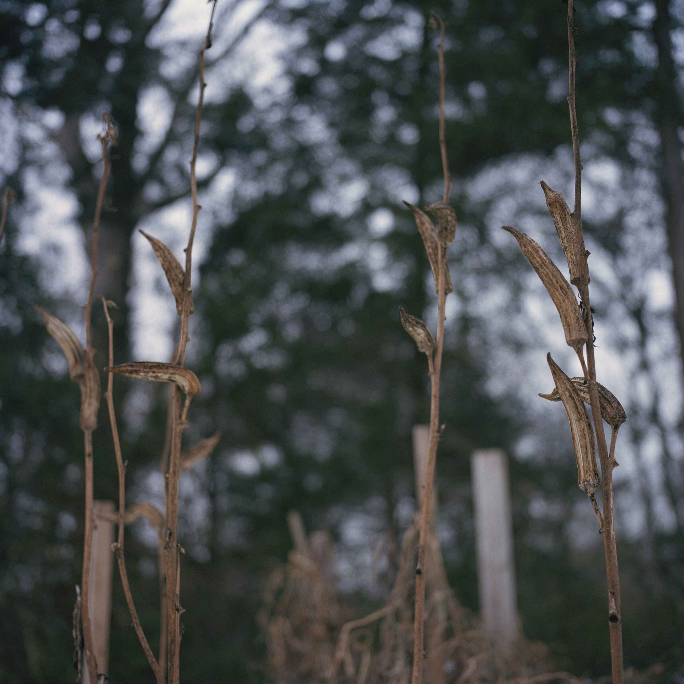 Okra scene _ gloomy day.jpg