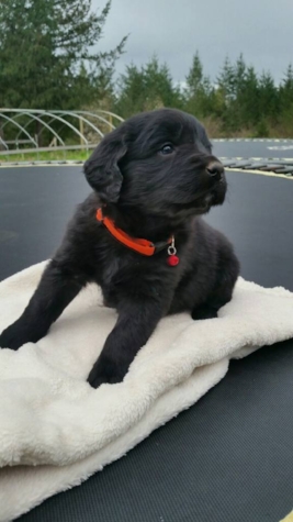 Baby Juno at 5 weeks sitting on a blanket we mailed her! :-)