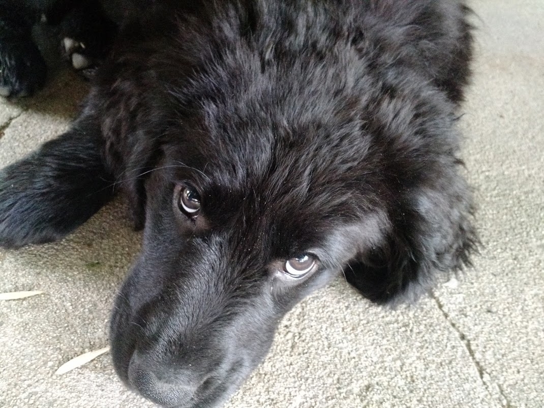 Those eyes!!! ;-) 