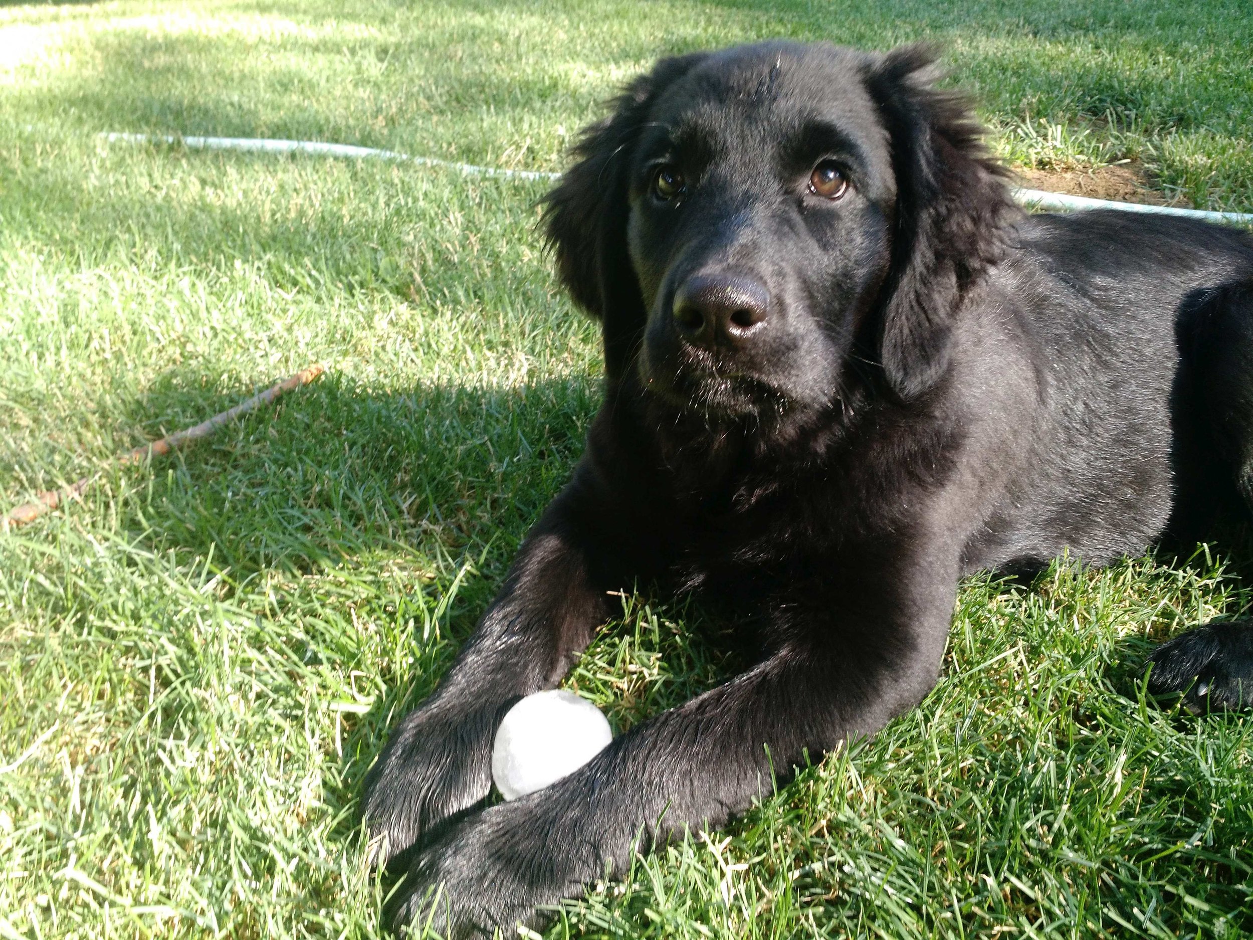 Juno chewing on her ice ball. Perfect for a teething pup! 