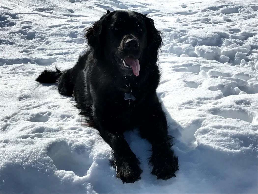 Juno with that same long tongue and classic easy going attitude that says, “I love the way snow feels on my belly!!!” Always a cheer up!