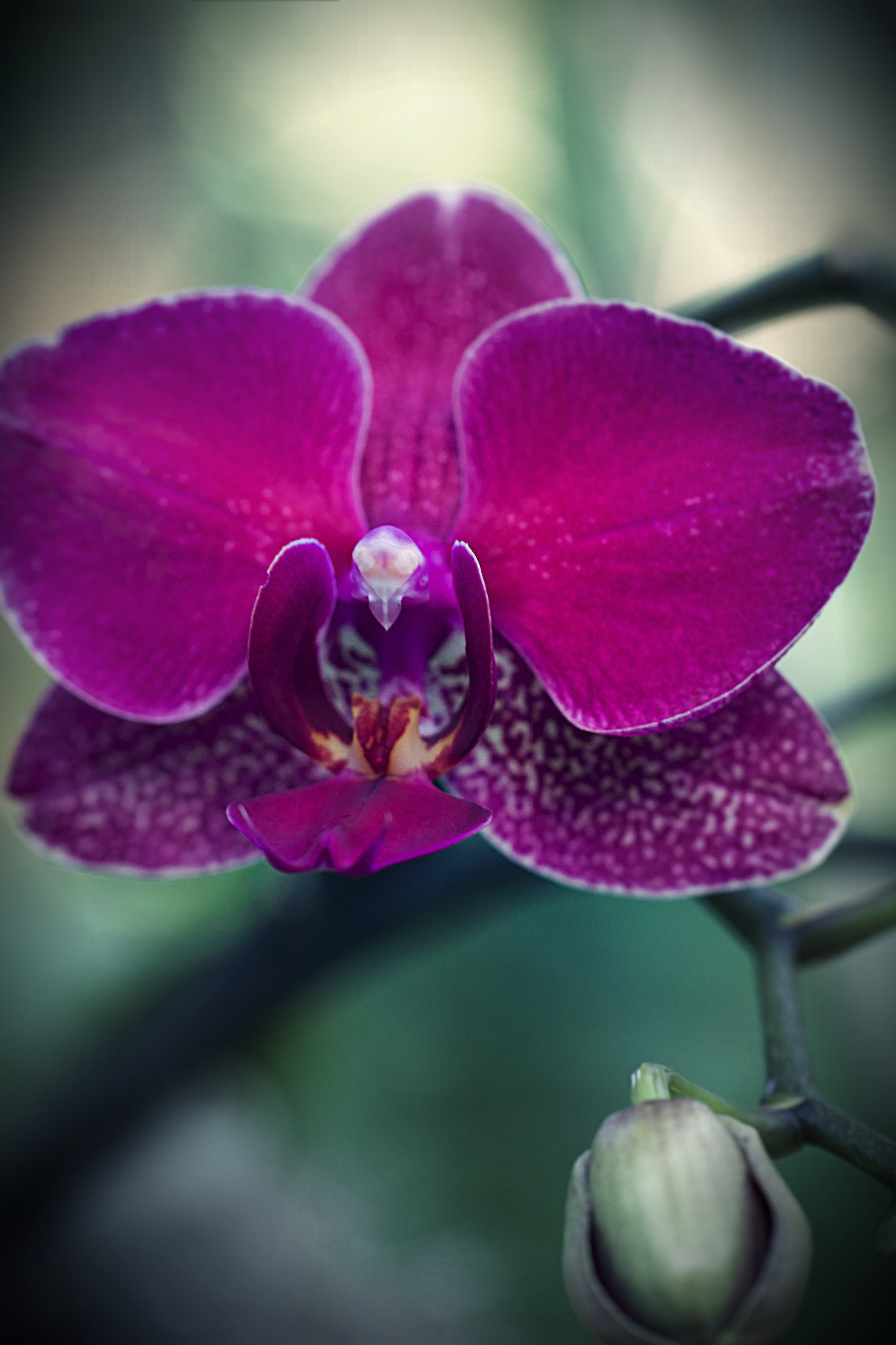 1 Orchid.jpg