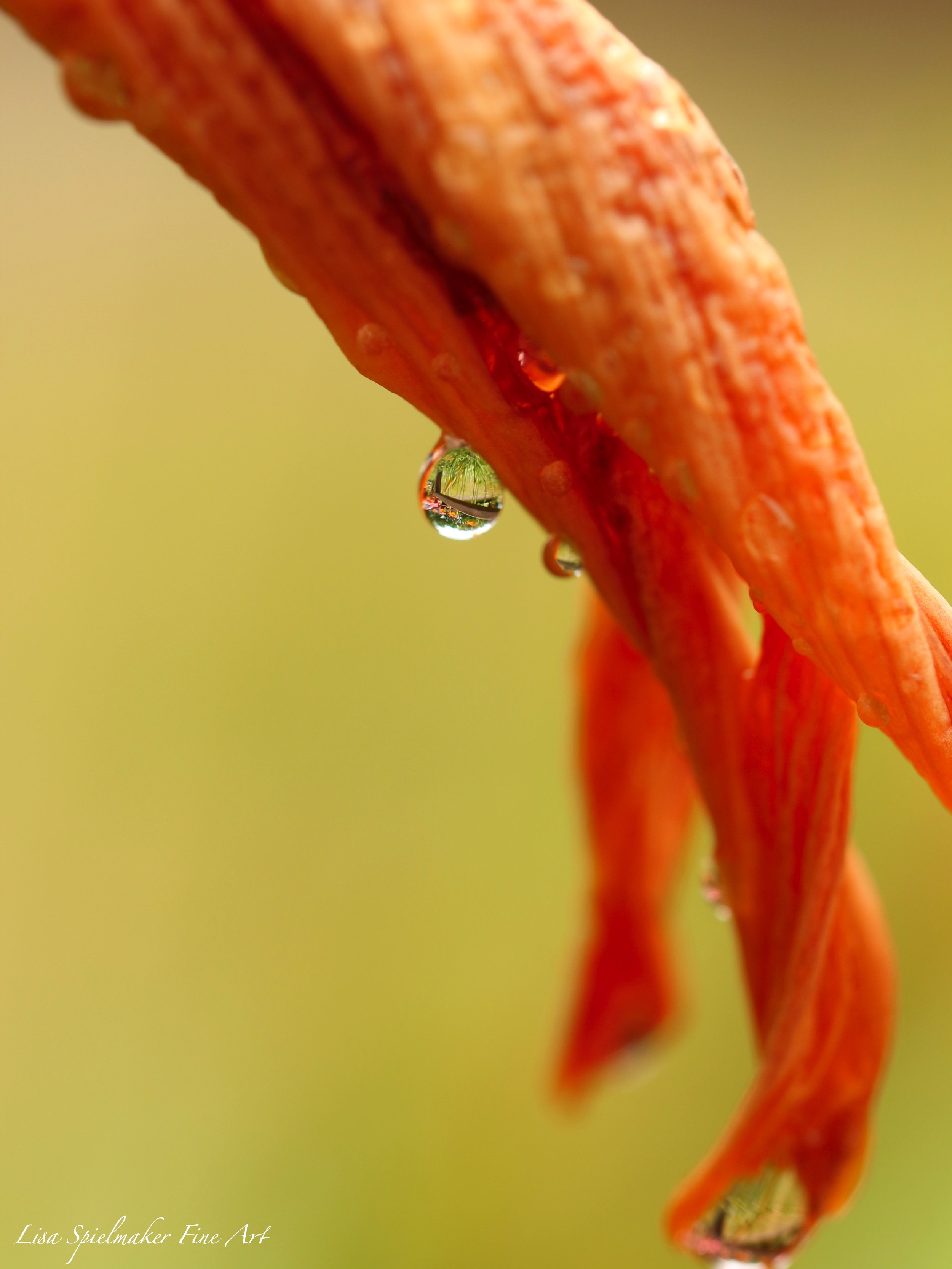 Orange lily with water drop.jpg