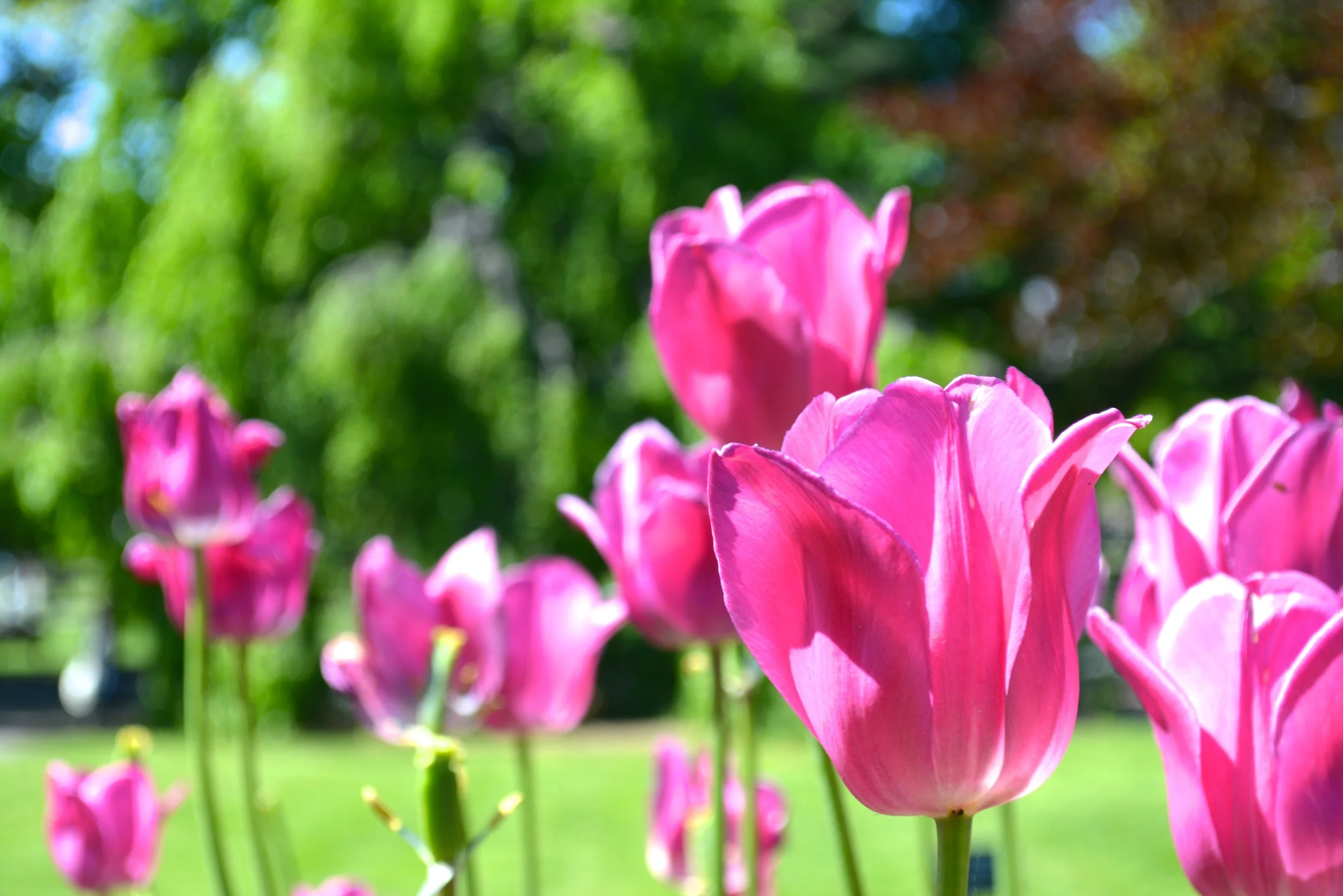 Boston Public Garden