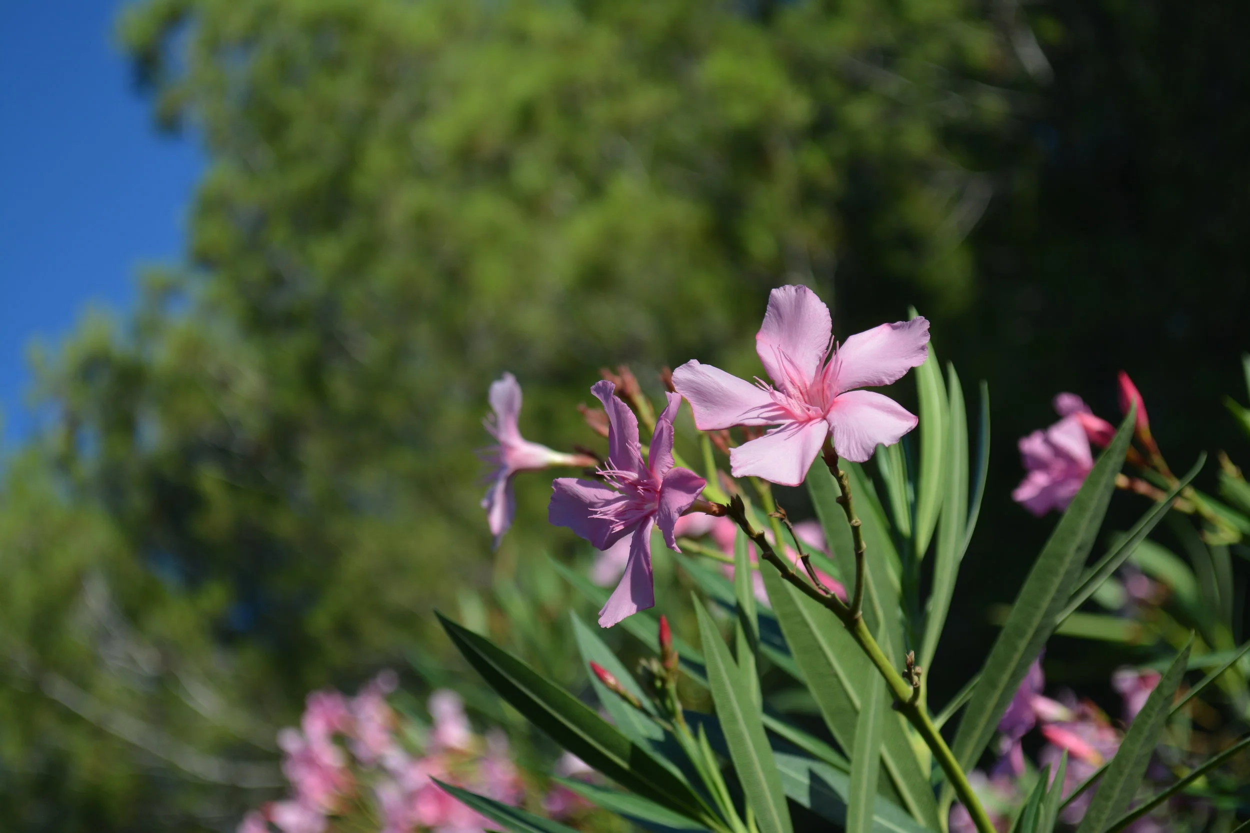 DSC_0587.JPG