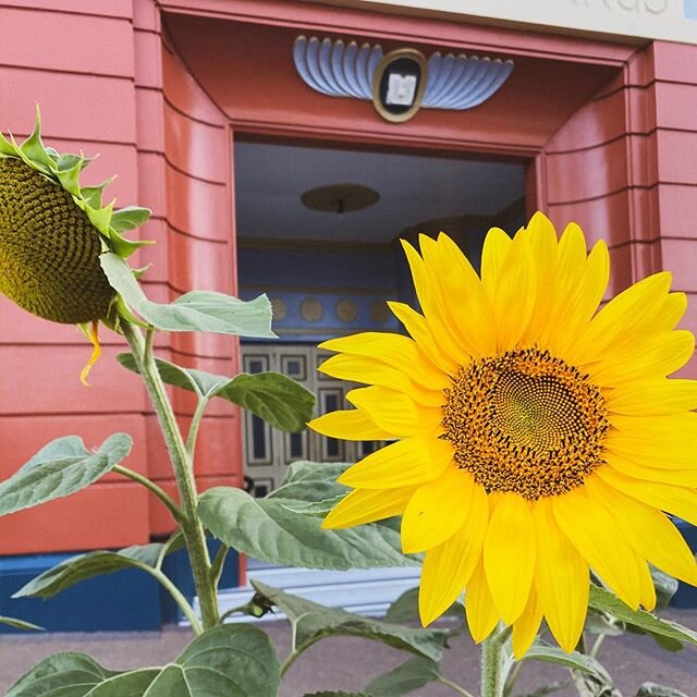 How about these beauties along Bow St cheering up our days, and reminding us to look up. Patti is teaching throughout this weekend, starting with Happy Hour this evening at 5.30pm. #raglanyoga #yogadestination #yogaretreat #sunflower #raglan 📷 @indy