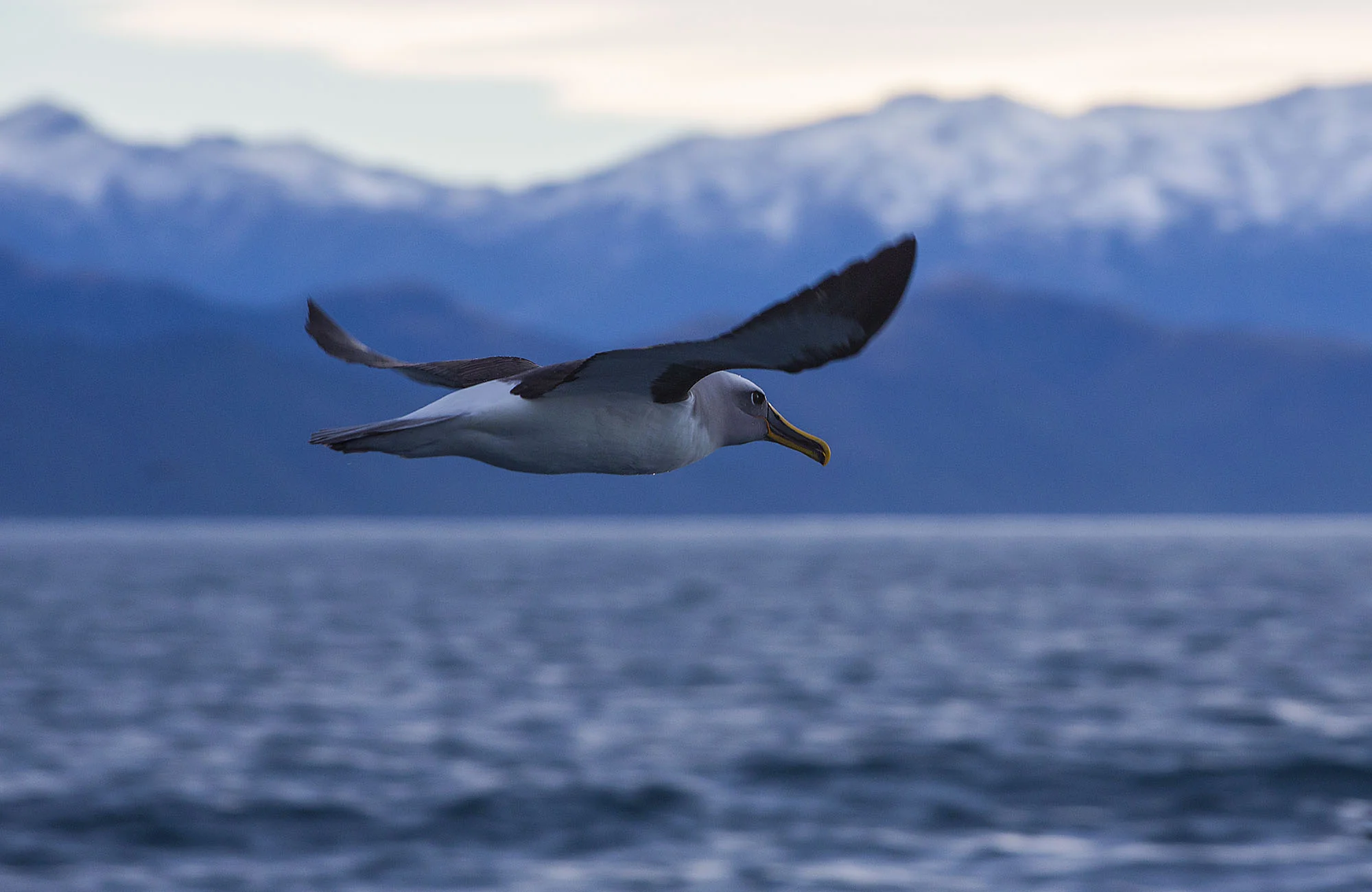 Bullers in flight ALB005