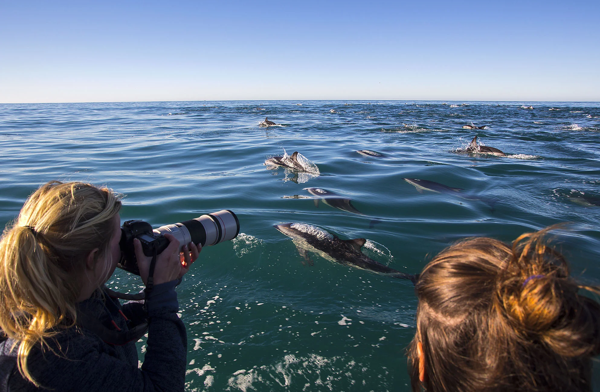 photographing Dusky dolphins DD002