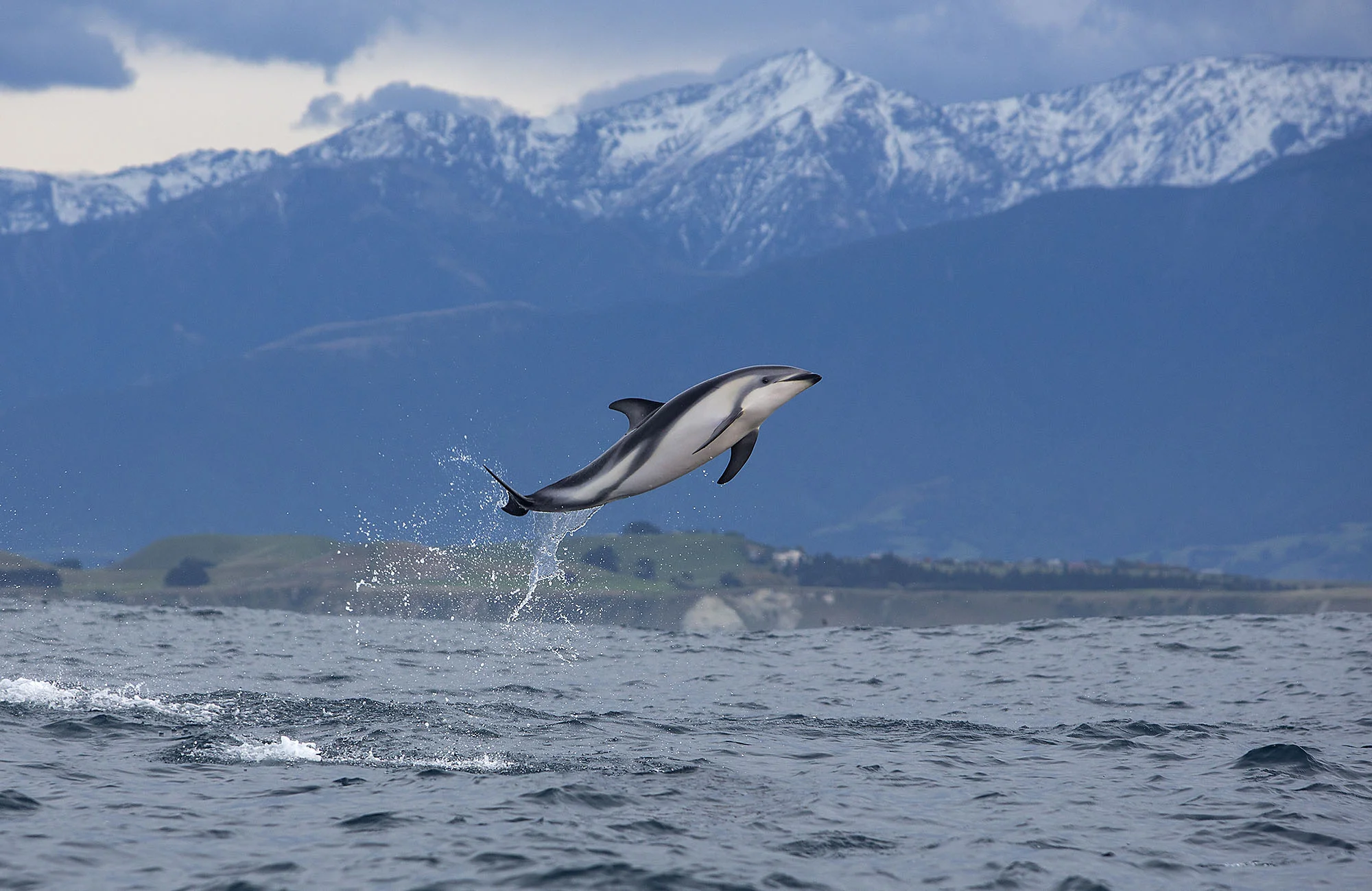 Dusky dolphin leap with mountains DD005