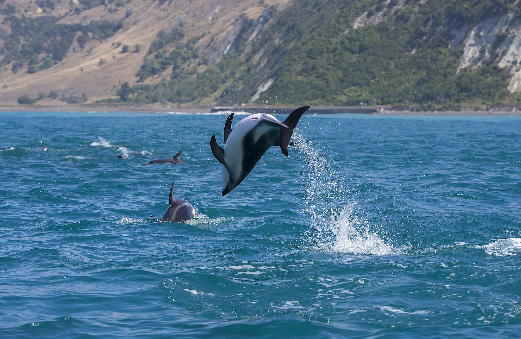 Back flipping dolphin DD007
