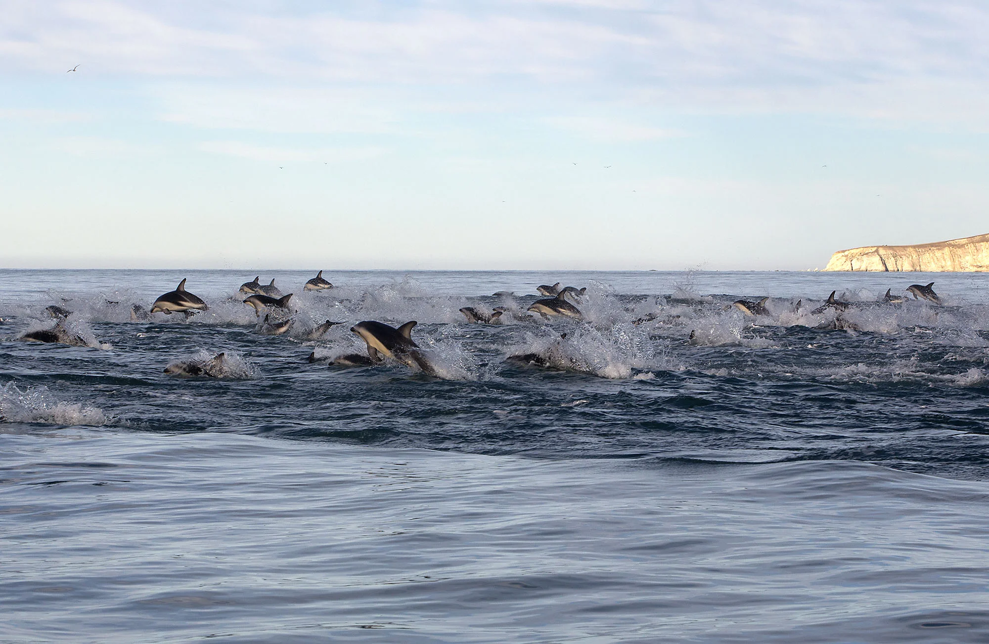 Dusky Dolphins running infront of spyglass DD008
