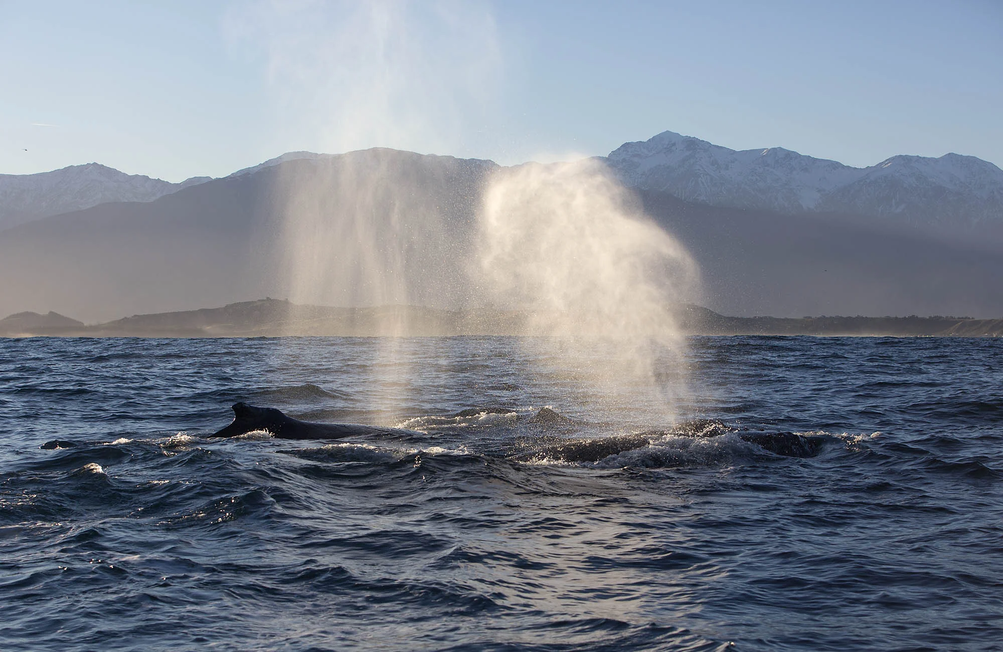 Humpback Blow HW009