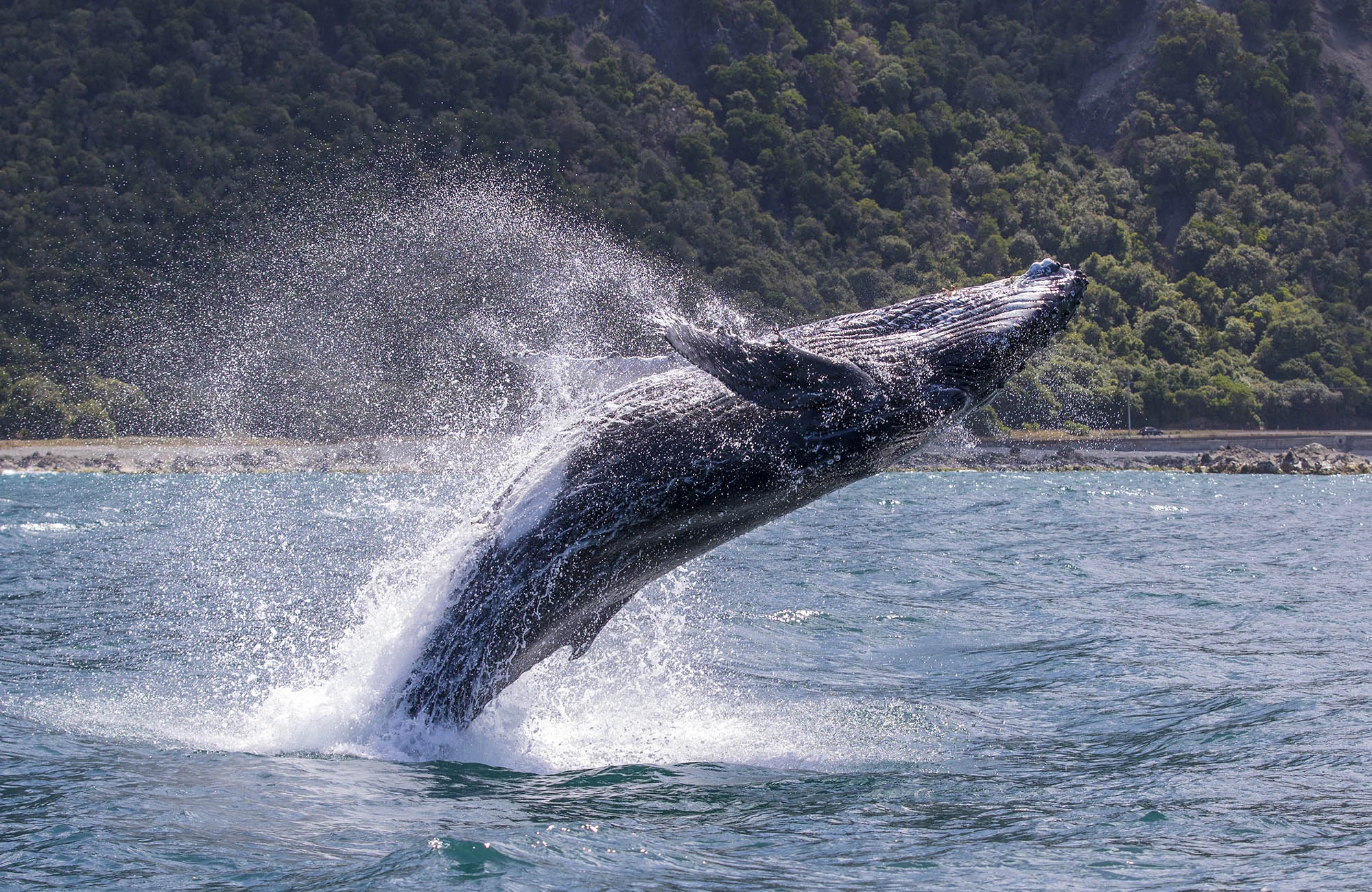 Humpback Whale breach HW0012