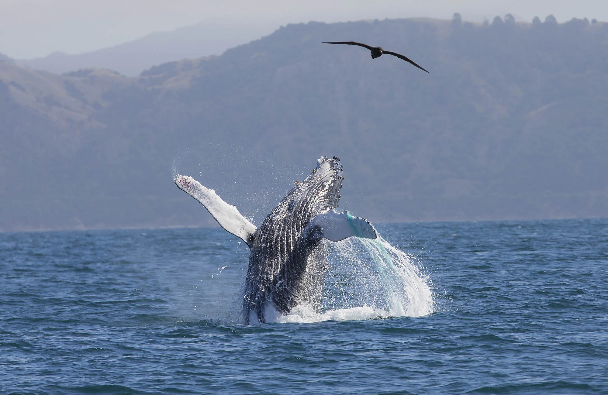 Humpbacks_064.jpg