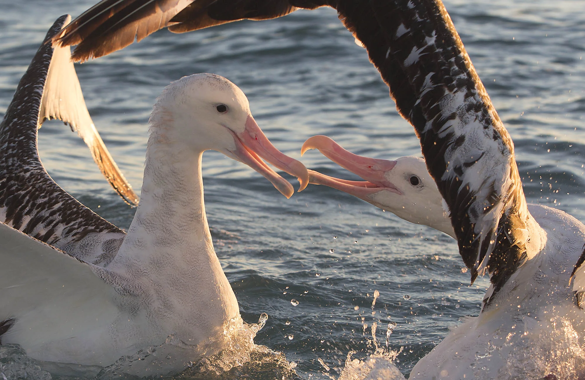 Wondering albatross squabbling ALB011