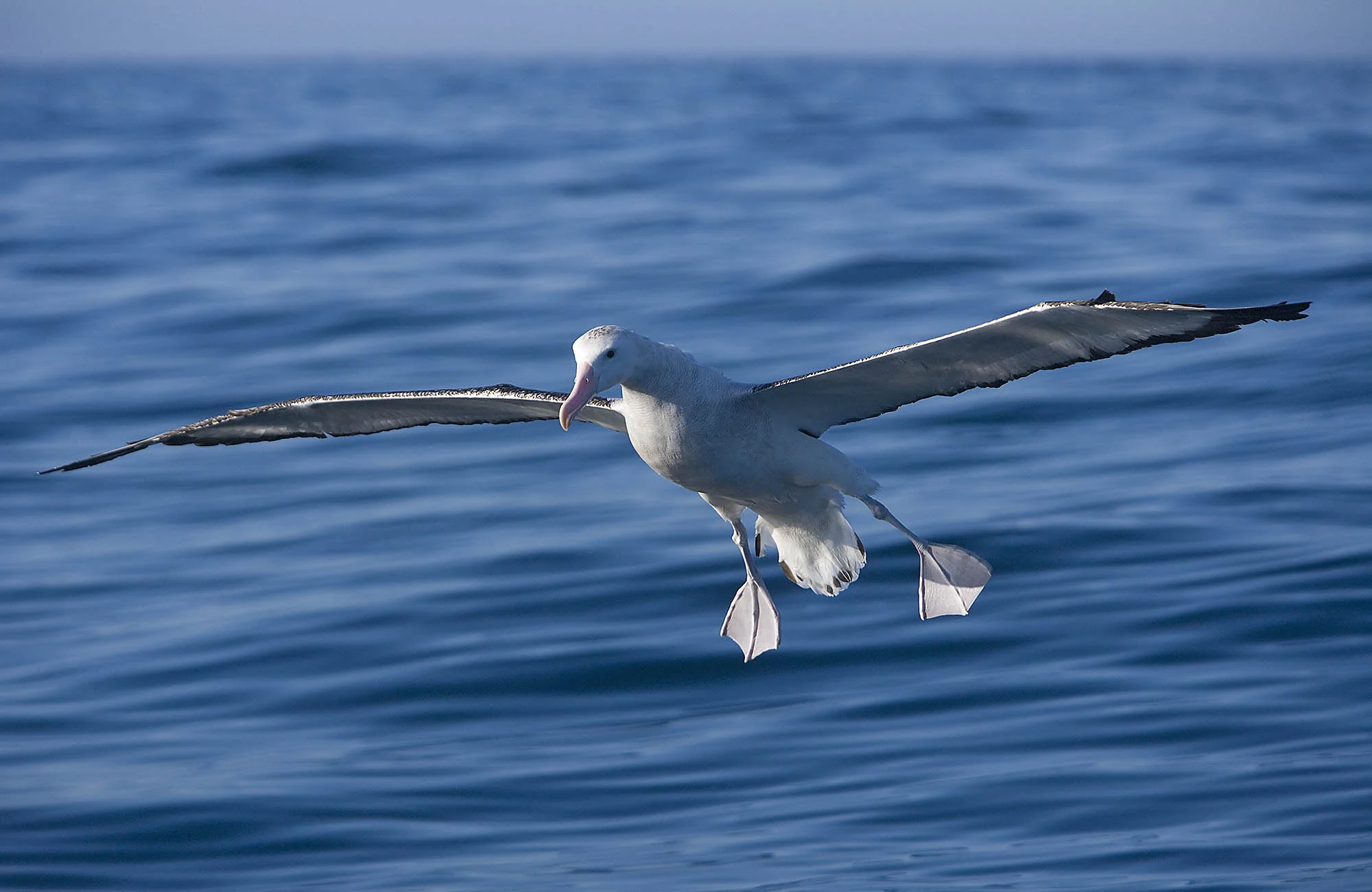 Wondering coming into land ALB012