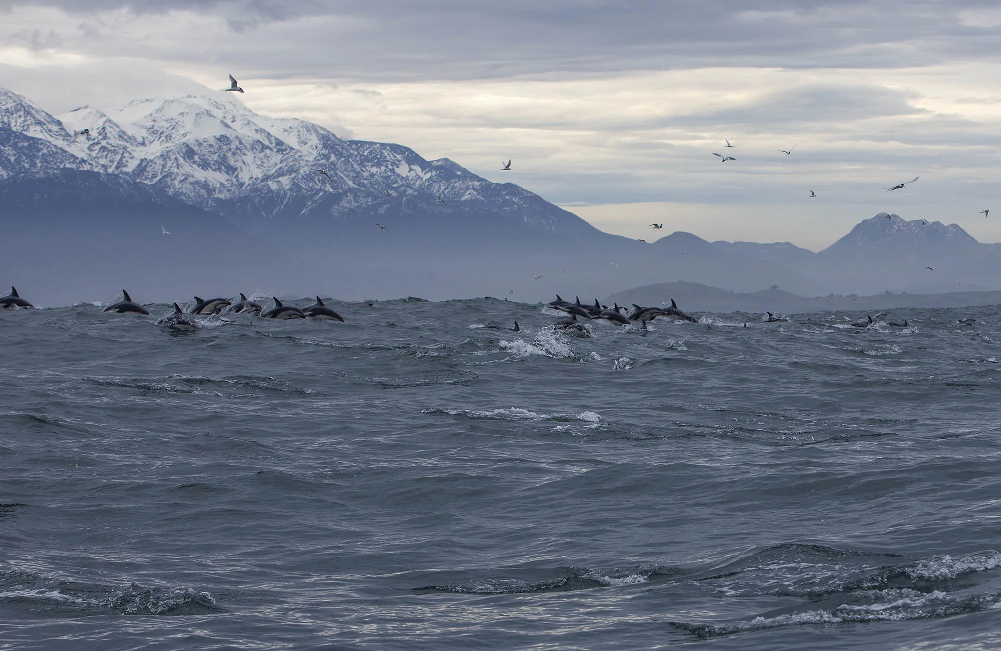 DuskyDolphins_197.jpg