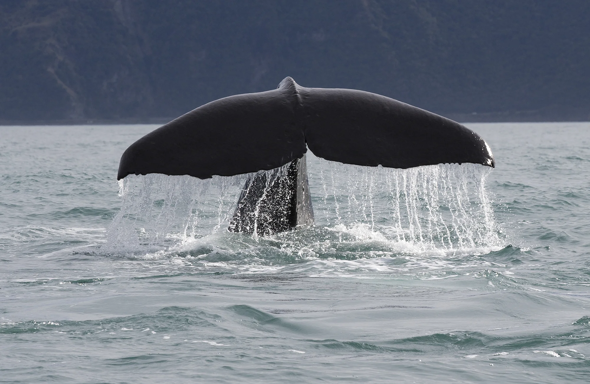 Sperm whale dive series 2 SW002