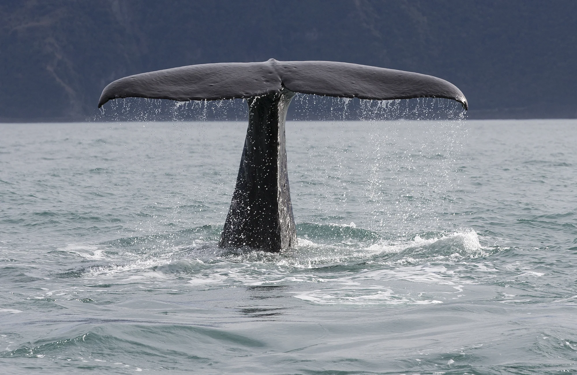 Sperm whale dive series 4 SW004